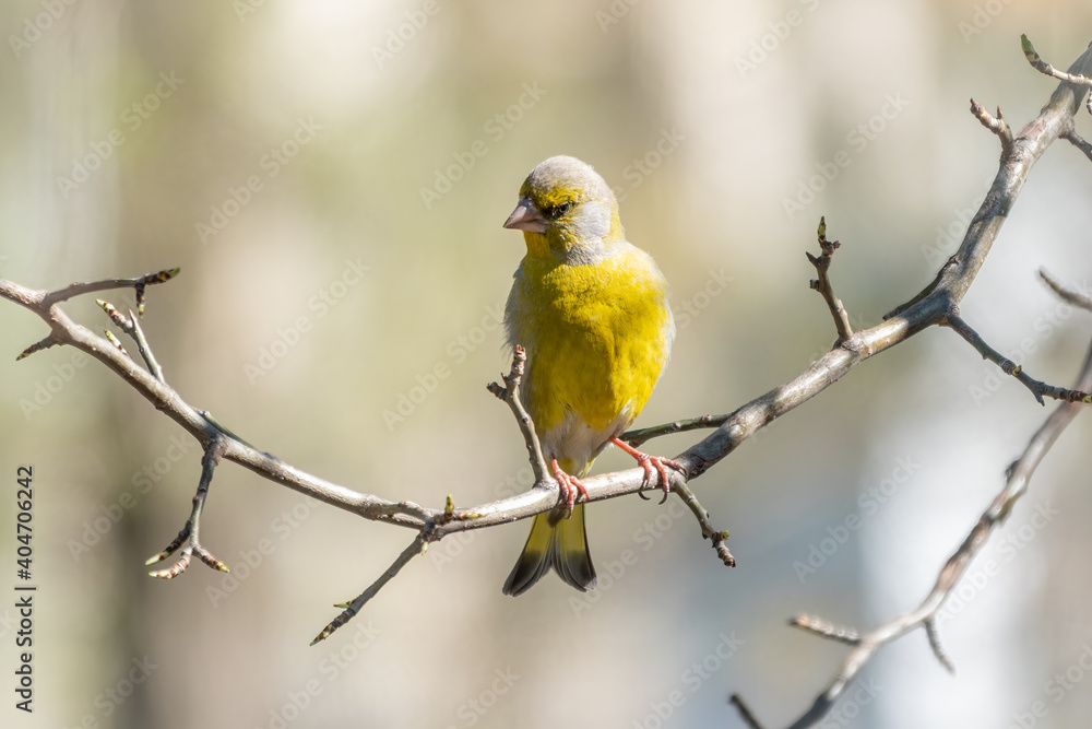 Naklejka premium Green and yellow songbird, The European greenfinch sitting on a branch in spring.