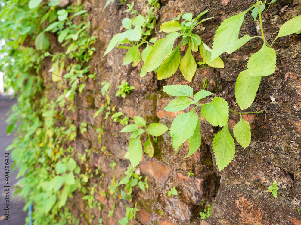 Naturally occurring weeds on a brick wall On the floor is humid, close to the natural habitat. Naturally occurring weeds on a brick wall On the floor is humid, close to the natural habitat.