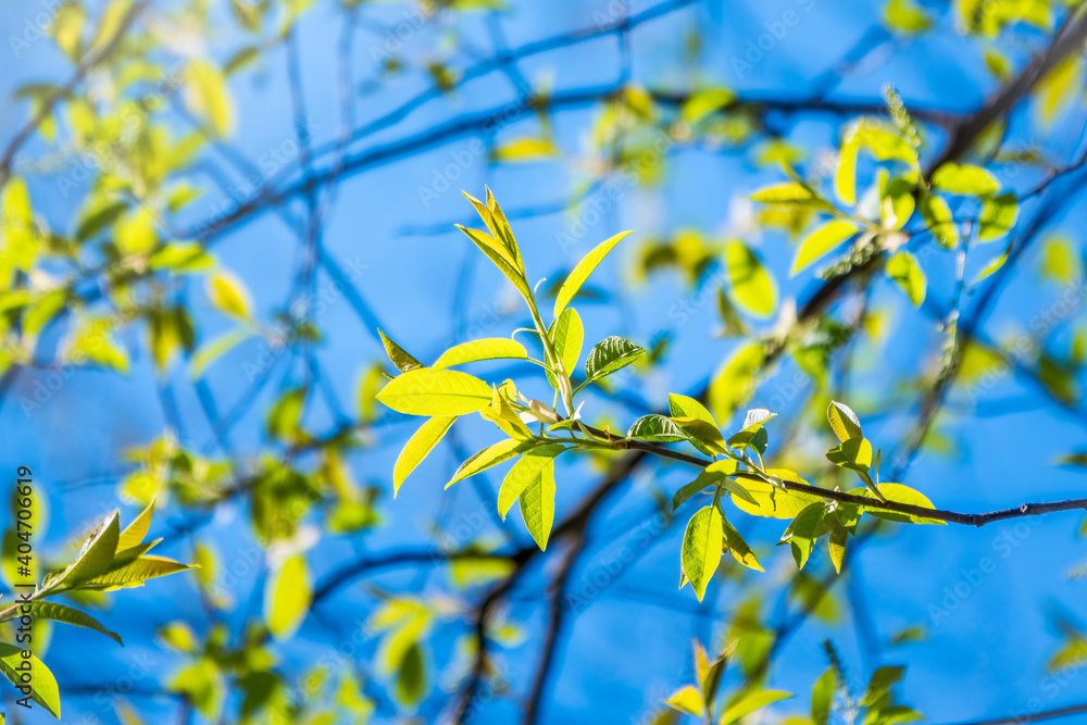 Spring branches with fresh green leaves on a background of blue sky. Spring branches with fresh green leaves on a background of blue sky.