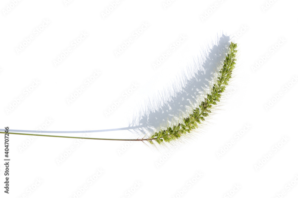 Ear of green foxtail grass, green bristlegrass, or wild foxtail millet isolated on white background. Setaria viridis Ear of green foxtail grass, green bristlegrass, or wild foxtail millet isolated on white background. Setaria viridis