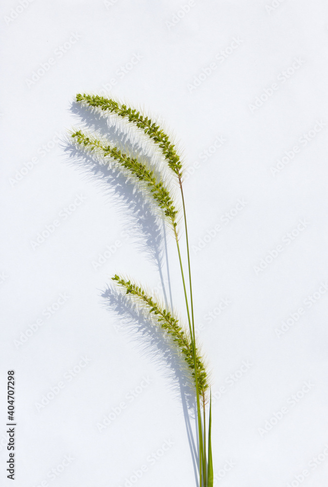 Ear of green foxtail grass, green bristlegrass, or wild foxtail millet isolated on white background. Setaria viridis Ear of green foxtail grass, green bristlegrass, or wild foxtail millet isolated on white background. Setaria viridis
