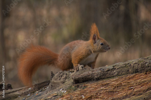 Close-up Of Squirrel On Tree Trunk © martina borsdorf/EyeEm
