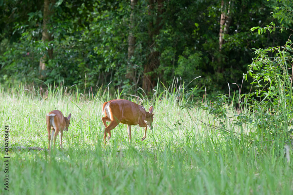 Barking deer family (Muntiacus muntjak) in Khao Yai national park, Thailand Barking deer family (Muntiacus muntjak) in Khao Yai national park, Thailand