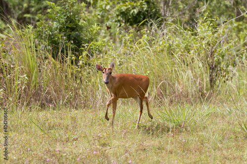 Barking deer(Muntiacus muntjak) in Khao Yai national park, Thailand © Sakchai