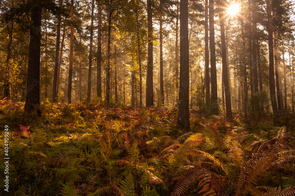 Fototapeta premium Beautiful morning in autumn forest, sun lights, plants, fern branches