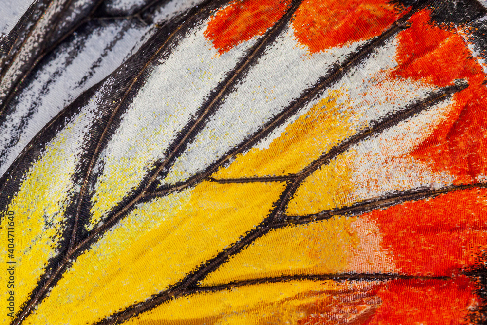 Foto Macro closeup of butterfly wing texture background pattern.