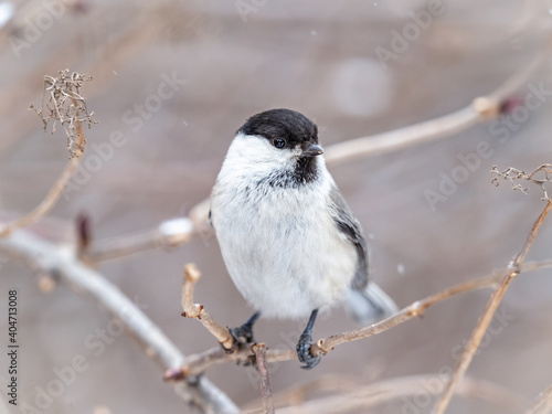 Cute bird the willow tit, song bird sitting on a branch without leaves in the winter. © Dmitrii Potashkin