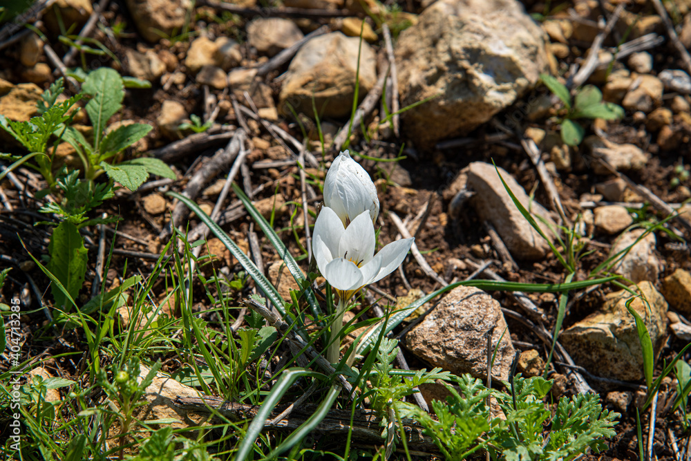 White Crocus hyemalis, Winter Crocus grow outdoor in the Haifa Subdistrict, Mount Carmel, Israel. High quality photo White Crocus hyemalis, Winter Crocus grow outdoor in the Haifa Subdistrict, Mount Carmel, Israel. High quality photo