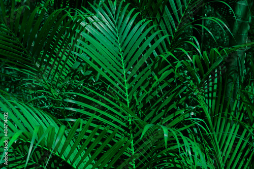 Tropical palm leaves pattern texture background of palm tree branch with dark green leaf for background
