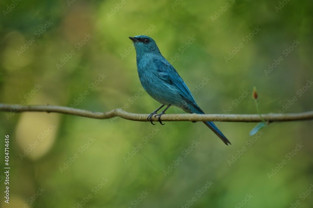 Light blue-gray rather than male The eyes and eyes are not as clear as the male. Different from the light blue insect catching bird at the shorter mouth The bottom of the sky has white stripes.