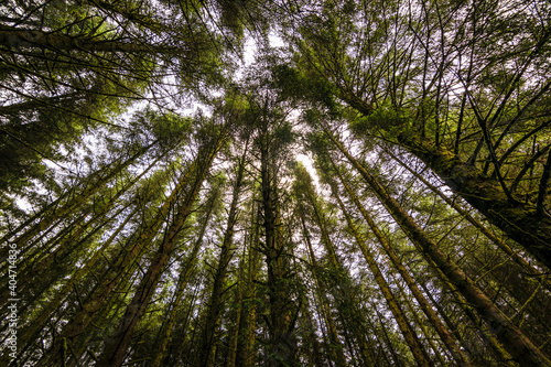 Wide angle shot of trees in Irish forest