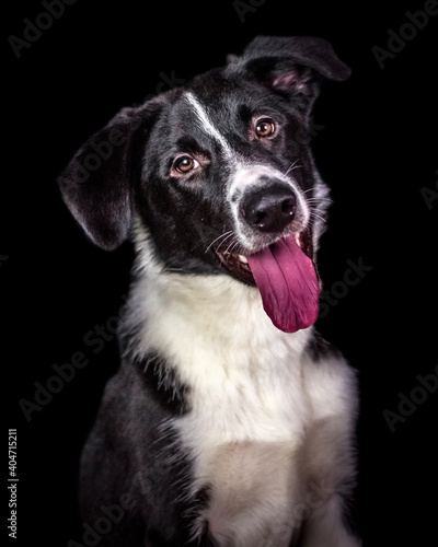 border collie puppy