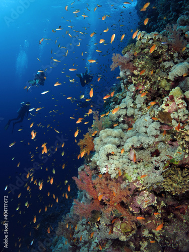 Scuba divers on a Red Sea coral reef wall