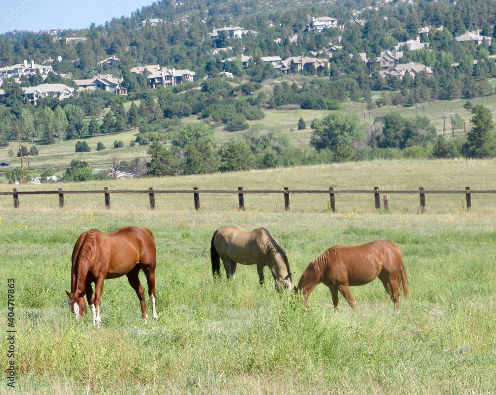 Horses Grazing In A Field - obrazy, fototapety, plakaty 