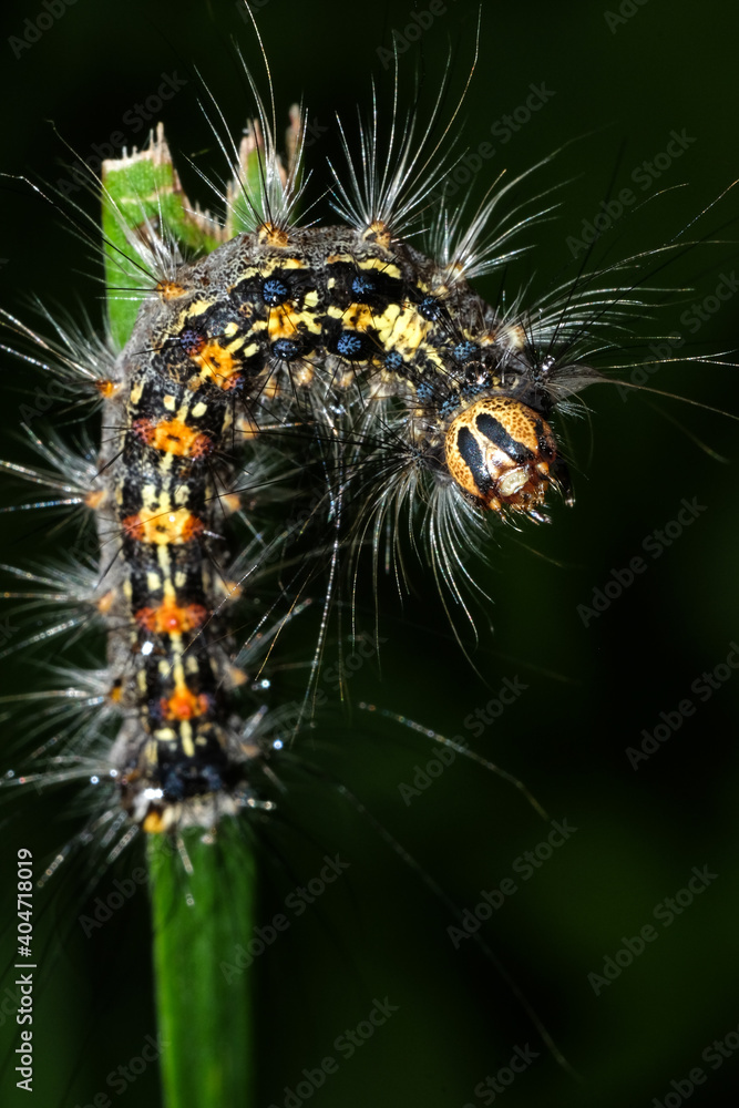 a fluffy caterpillar with a yellow stripe on its back crawls on a blade of grass close up