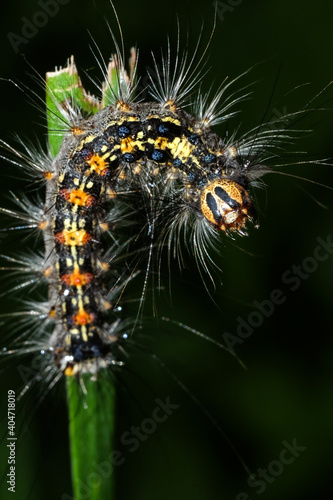 a fluffy caterpillar with a yellow stripe on its back crawls on a blade of grass close up