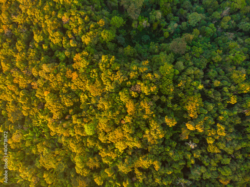 Aerial view green tree forest on mountainn jungle with sun light