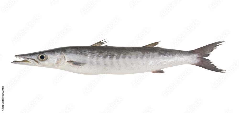 Big barracuda fish isolated on white background Big barracuda fish isolated on white background