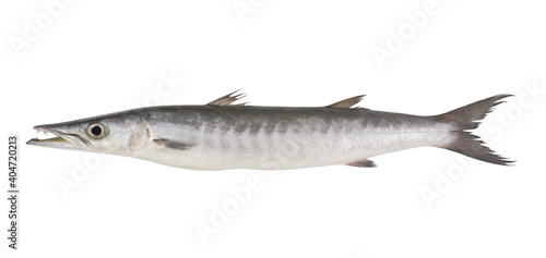 Big barracuda fish isolated on white background