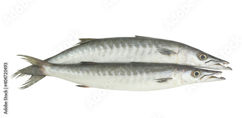 Two barracuda fishes isolated on white background