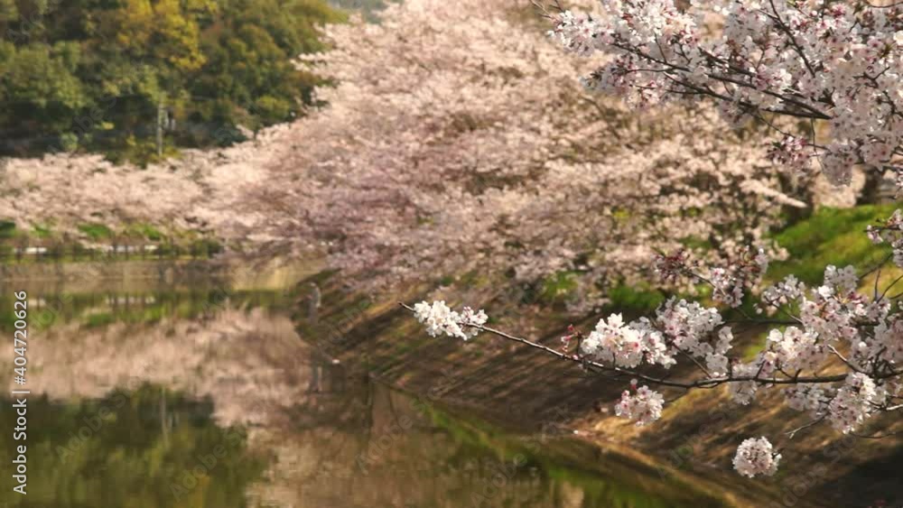 立岡自然公園の桜 立岡自然公園の桜