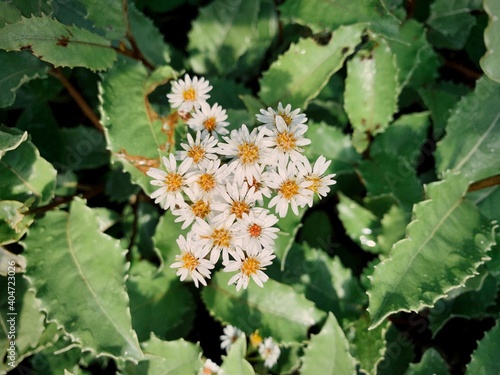 Olearia photo