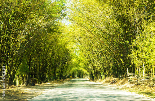 A main road lined with tall bamboo trees. 