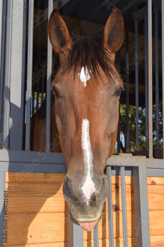 Beautiful Brown Horse in her stall sticking her tongue out