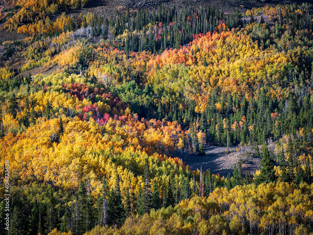 Closeup of Fall Colors in the Rocky Mountains