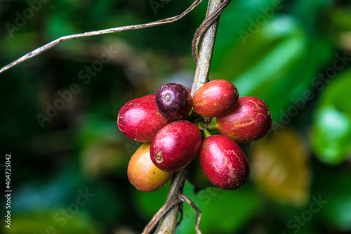 Ripe coffee beans on a coffee plant Kerala, India. photo