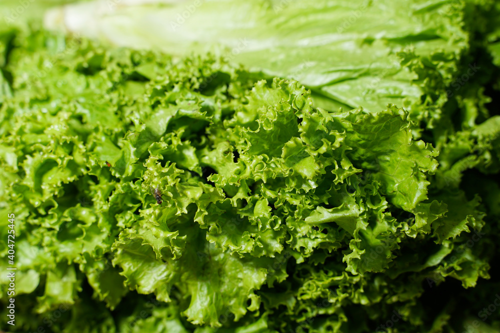 Pile of harvested lettuce in a basket. Closeup of lettuce. Fresh organic green batavia lettuce background. Selective focus. Lettuce for making a salad. fresh vegetables ready to be sold to the market. Pile of harvested lettuce in a basket. Closeup of lettuce. Fresh organic green batavia lettuce background. Selective focus. Lettuce for making a salad. fresh vegetables ready to be sold to the market.