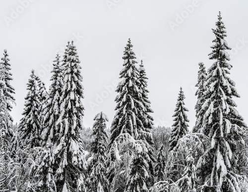 Norwegian spruces in a Scandinavian forest after heavy snowfall