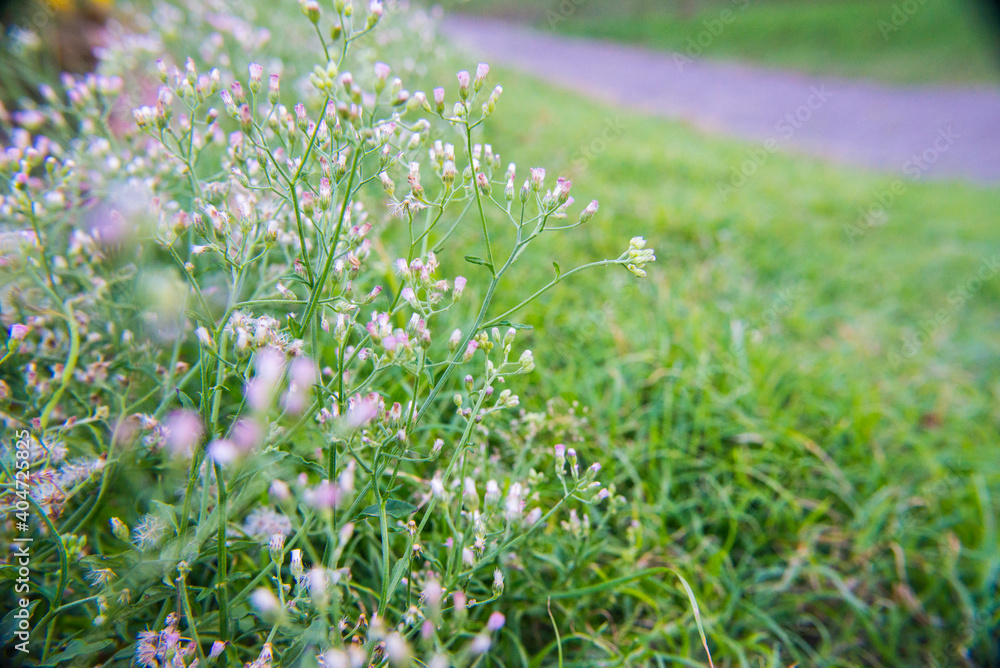 White purple grass flowers. Small but beautiful grass flowers in the garden.