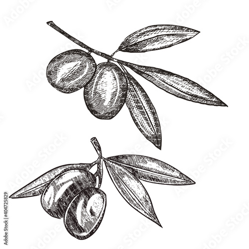 Olive brunch vintage engraving style illustration. Hand drawn style Olive vector illustration. Sketch olive twig 