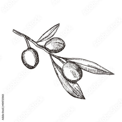 Olive brunch vintage engraving style illustration. Hand drawn style Olive vector illustration. Sketch olive twig 