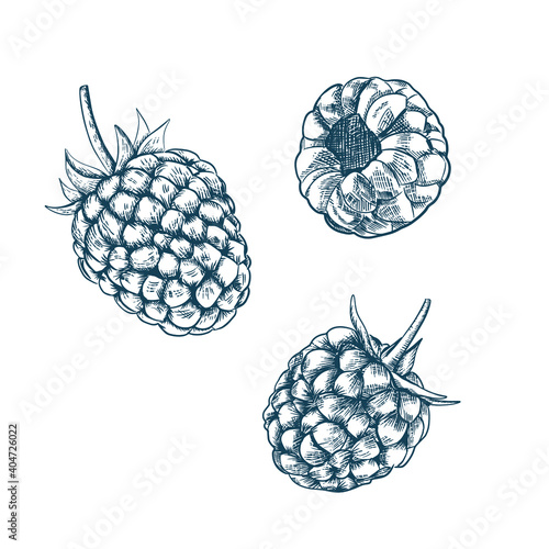 Raspberry isolated berry engraved sketch on white background. Summer berry engraved illustration style.  Hand-drawn food. Great for label, poster, print