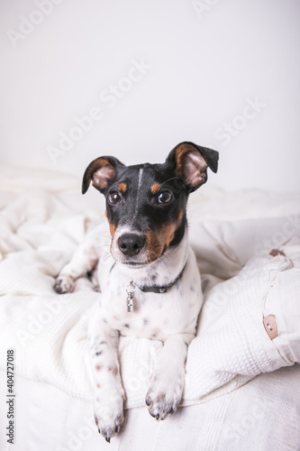 A small white dog puppy breed Jack Russel Terrier with beautiful eyes lays on white blanket © Maria
