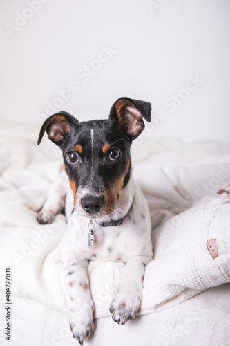A small white dog puppy breed Jack Russel Terrier with beautiful eyes lays on white blanket