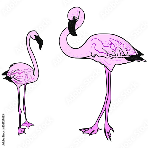 Vector illustration of two pink flamingos isolated on a white background. Tropical birds for icon, logo, blank for designers, club, interiors 