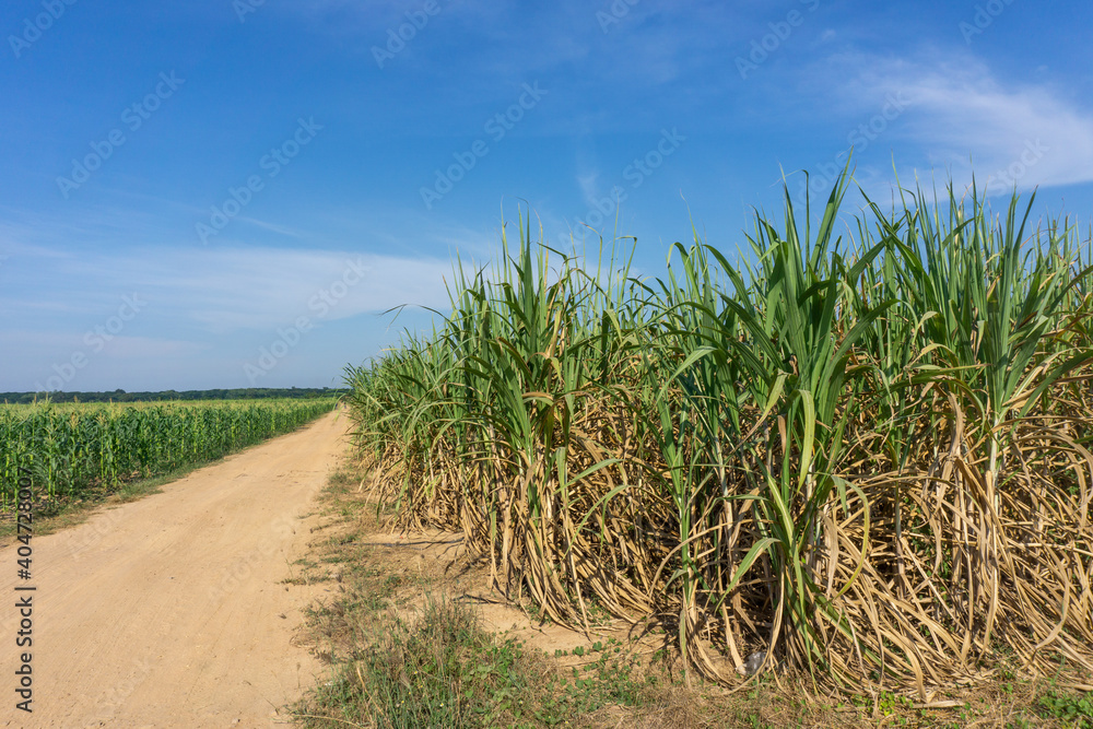 Sugarcane plantations in rural areas Sugarcane plantations in rural areas