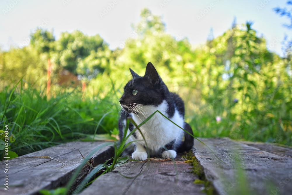 black and white domestic cat sits on wooden boards in the garden and stares intently away, summer day, blurred background