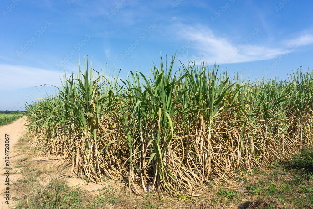 Sugarcane plantations in rural areas Sugarcane plantations in rural areas
