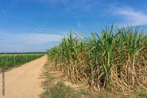 Sugarcane plantations in rural areas