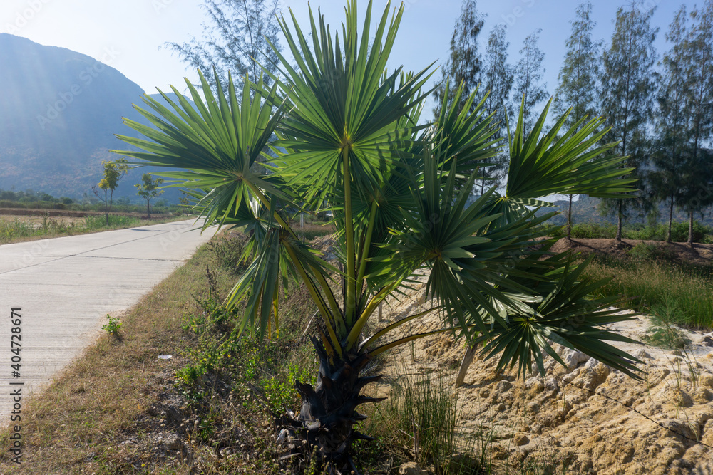 Fototapeta premium palm trees in the desert