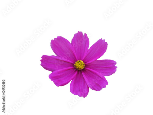 Isolated pink cosmos flower, cut outline on white background © pakn