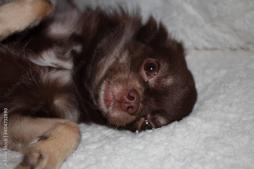 beautiful dog breed Chihuahua color brown beautiful dog breed Chihuahua color brown
