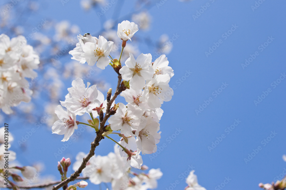 国分城山公園　青空を背景に桜
