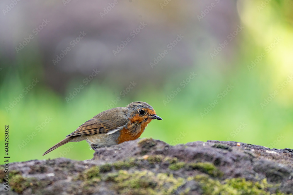 Close up portrait of an European robin on a wood trunk in a forest during summer Close up portrait of an European robin on a wood trunk in a forest during summer