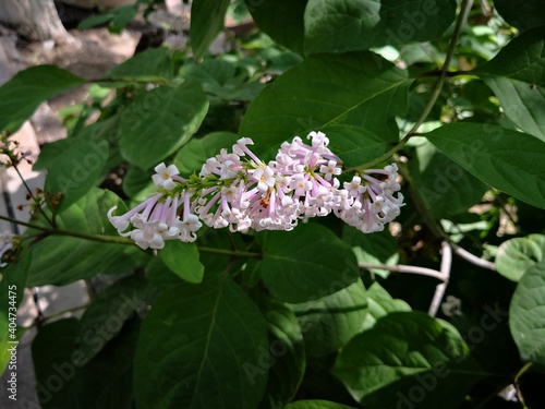 purple Lilac flowers blooming on tree branch in garden