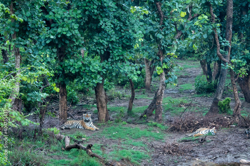 Two bengal tigers or a mating pair with radio collared in naural green trees background after reintroducing tiger under project tiger program at sariska national park or forest rajasthan india photo